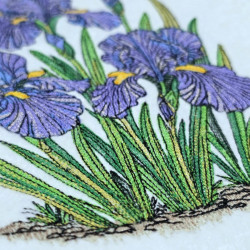 Purple Iris Flower