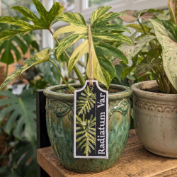 Radiatum Var ITH Plant Tag