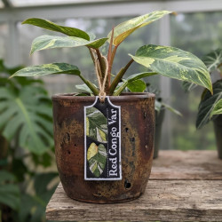 Red Congo Var ITH Plant Tag