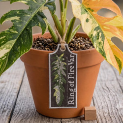 Ring Of Fire Var ITH Plant Tag