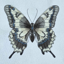 Swallowtail Butterfly