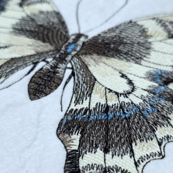Swallowtail Butterfly