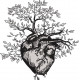 Anatomical Human Heart