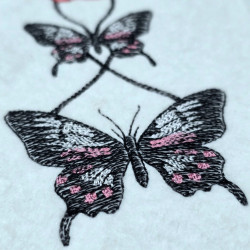 Butterfly Embrace Around The Rose