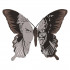 Butterfly Face Effect