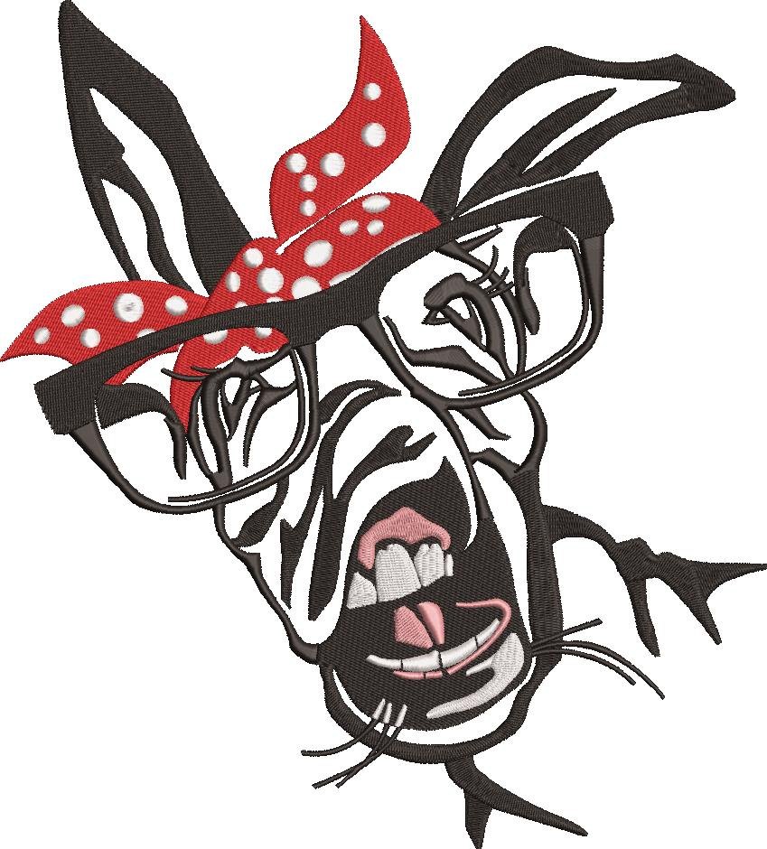 Donkey Face Donkey Face