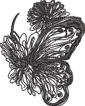 Hairstreak Butterfly Hairstreak Butterfly