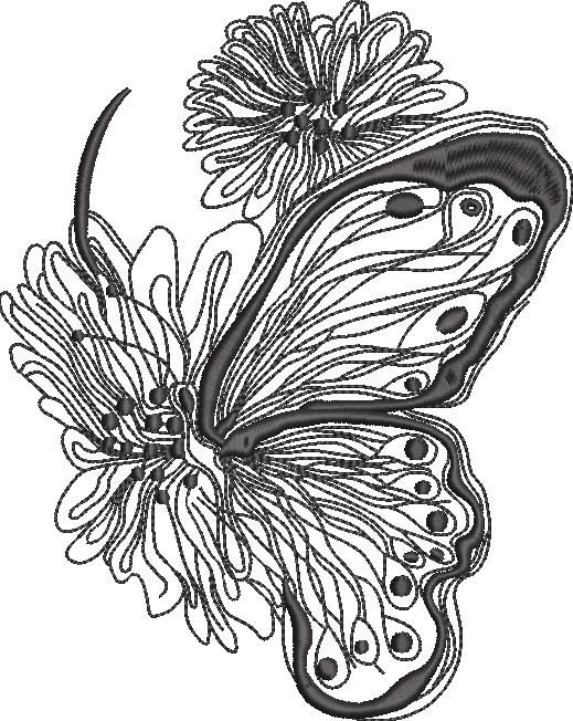 Hairstreak Butterfly Hairstreak Butterfly