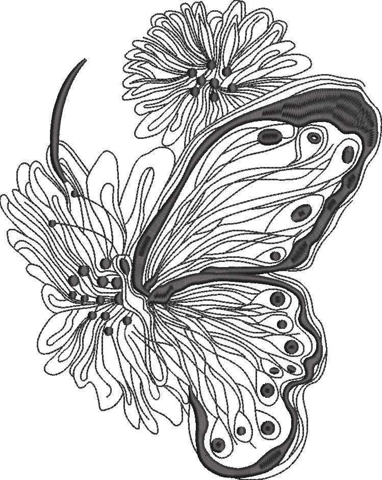 Hairstreak Butterfly Hairstreak Butterfly