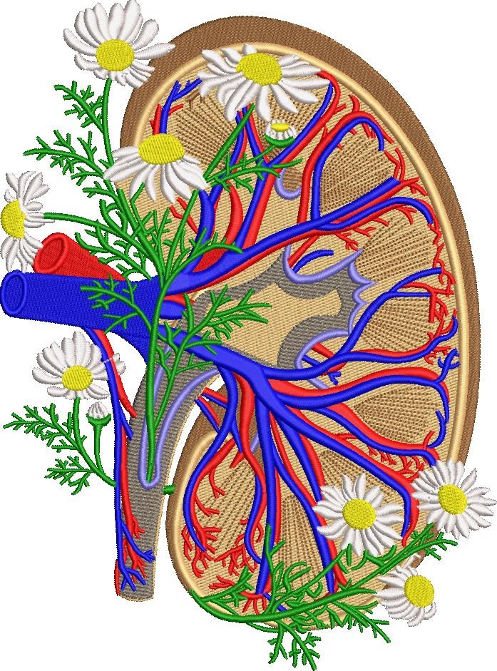 Anatomical Kidney Anatomical Kidney