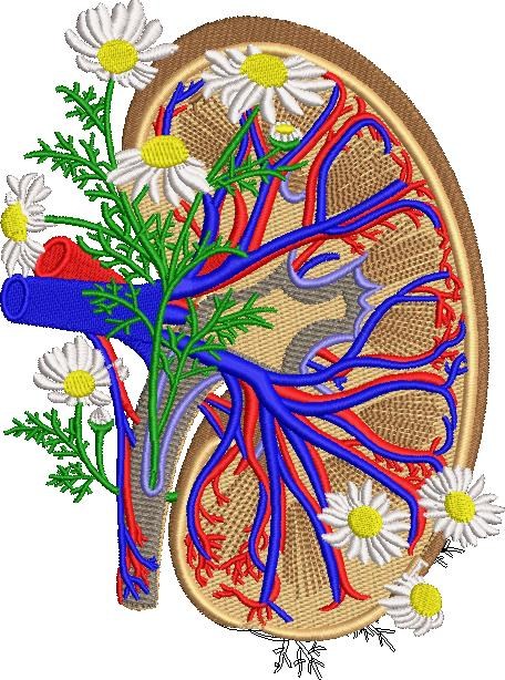 Anatomical Kidney Anatomical Kidney