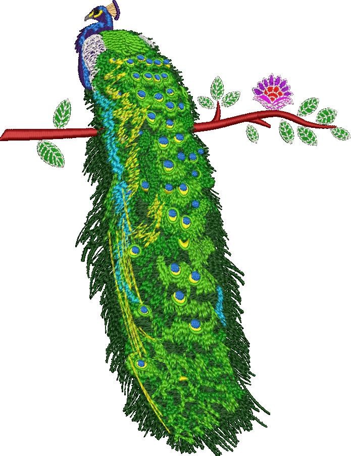 Peacock Peacock