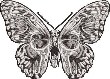 Skull Butterfly Skull Butterfly