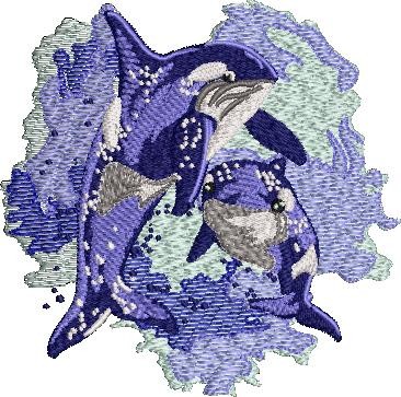 Killer Whale Killer Whale