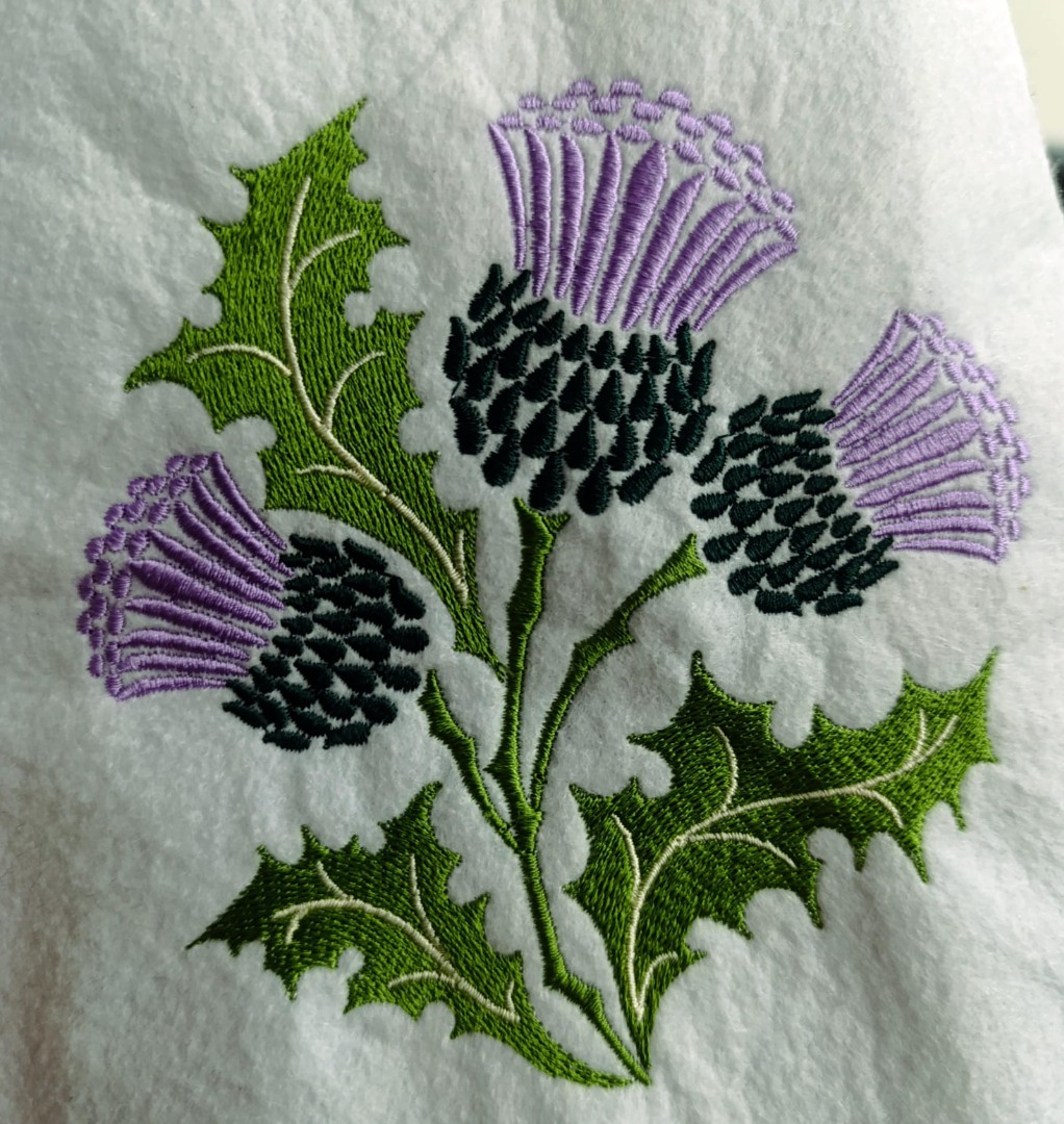 Scottish Thistle Plant Scottish Thistle Plant