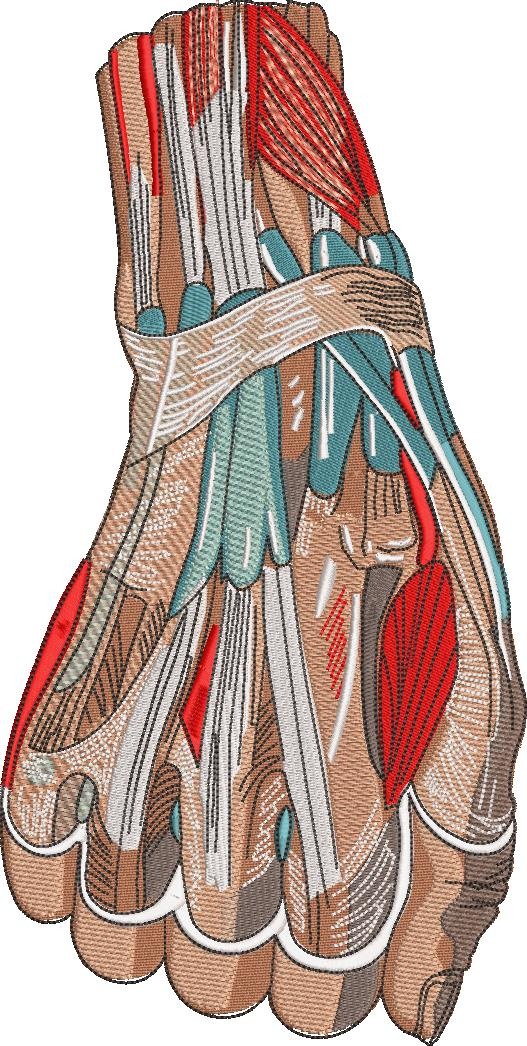 Anatomical Hand Anatomical Hand