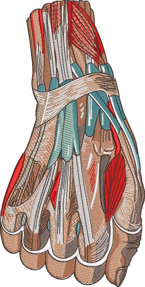 Anatomical Hand Anatomical Hand