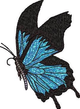 Ulysses Butterfly Ulysses Butterfly