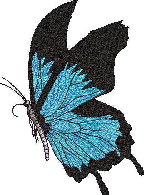 Ulysses Butterfly Ulysses Butterfly