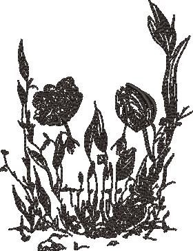 Flower Skull Art Flower Skull Art