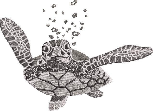 Sea Turtle Sea Turtle