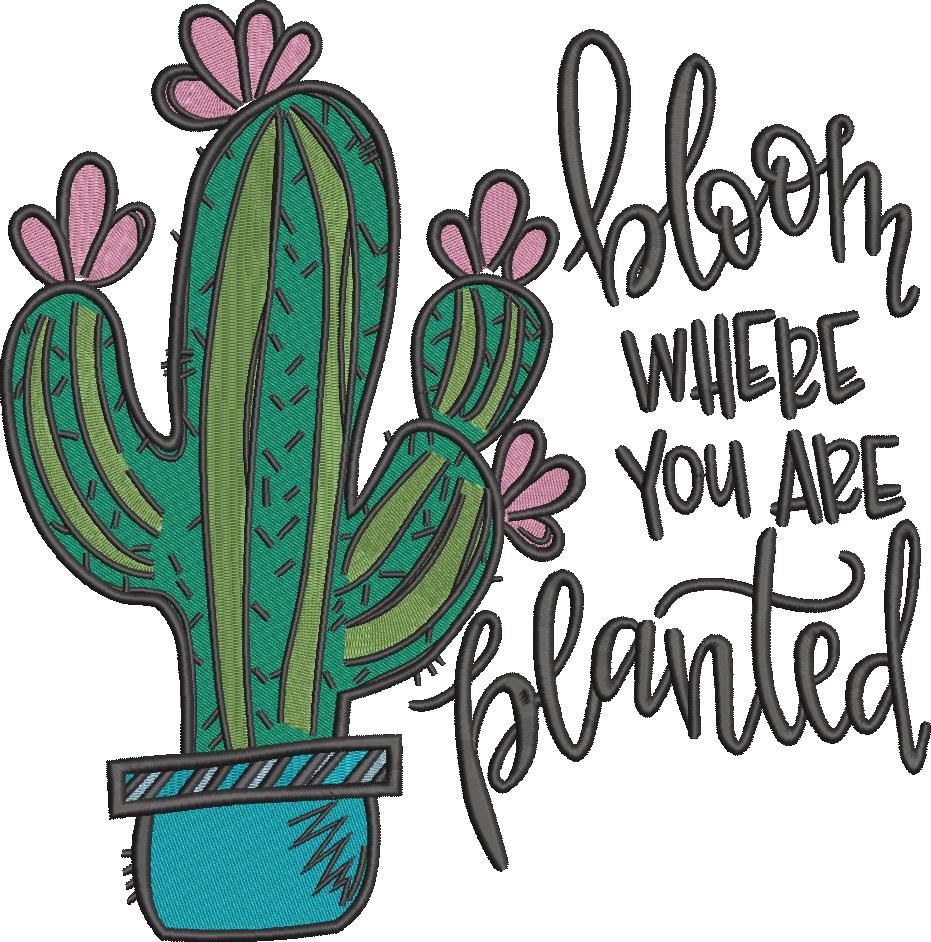 Bloom Where You Are Planted Bloom Where You Are Planted