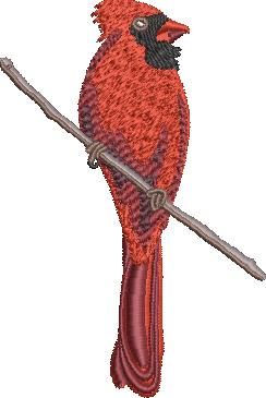 Red Cardinal Red Cardinal
