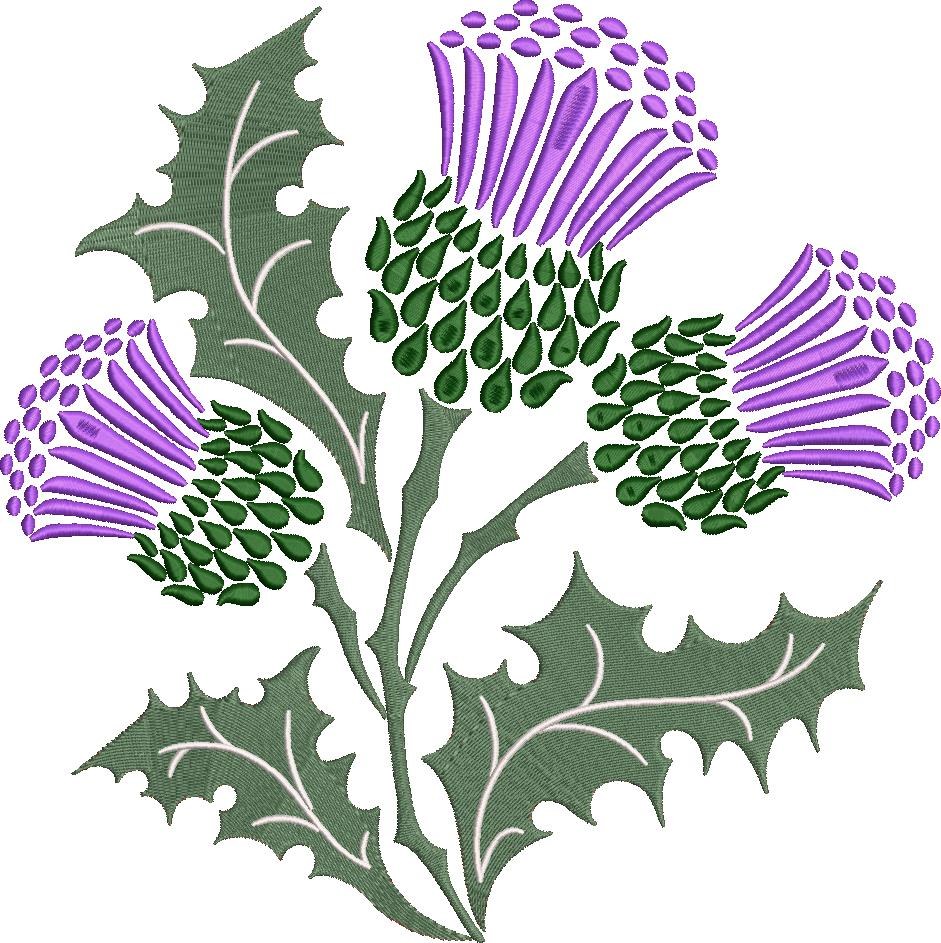 Scottish Thistle Plant Scottish Thistle Plant