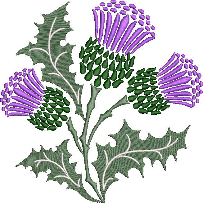 Scottish Thistle Plant Scottish Thistle Plant