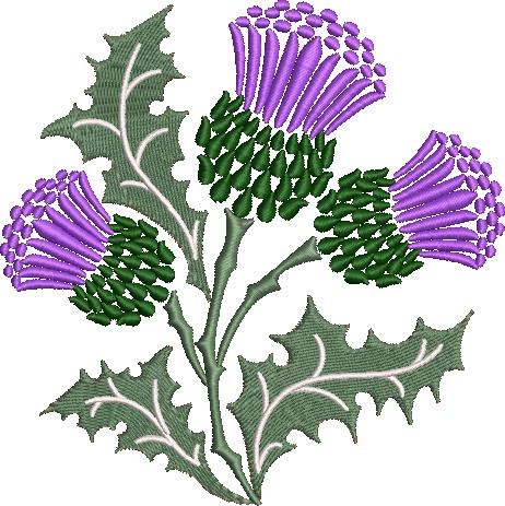 Scottish Thistle Plant Scottish Thistle Plant