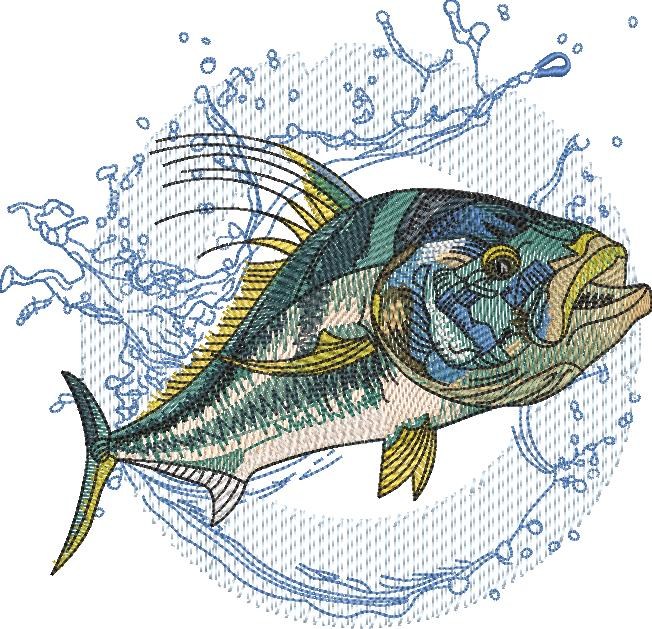 Roosterfish Roosterfish