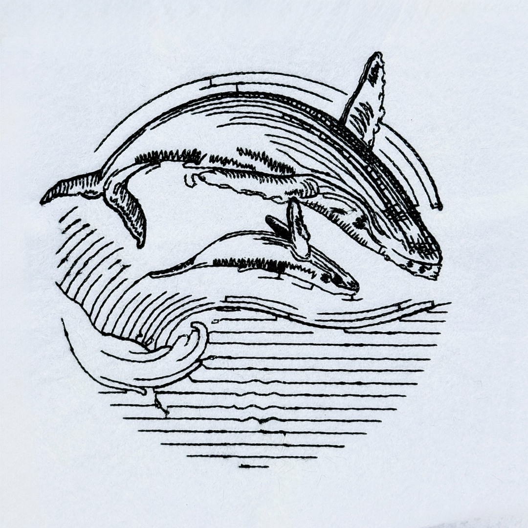 Baby Whale With Mother Baby Whale With Mother