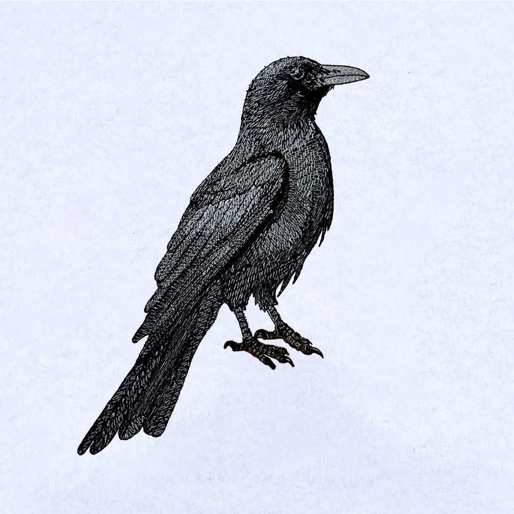Black Raven Black Raven