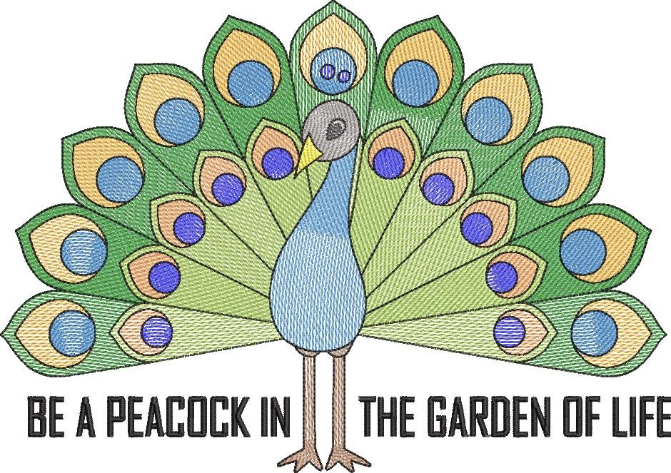 Colorful Peacock Colorful Peacock
