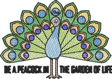 Colorful Peacock Colorful Peacock
