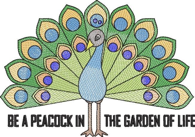 Colorful Peacock Colorful Peacock