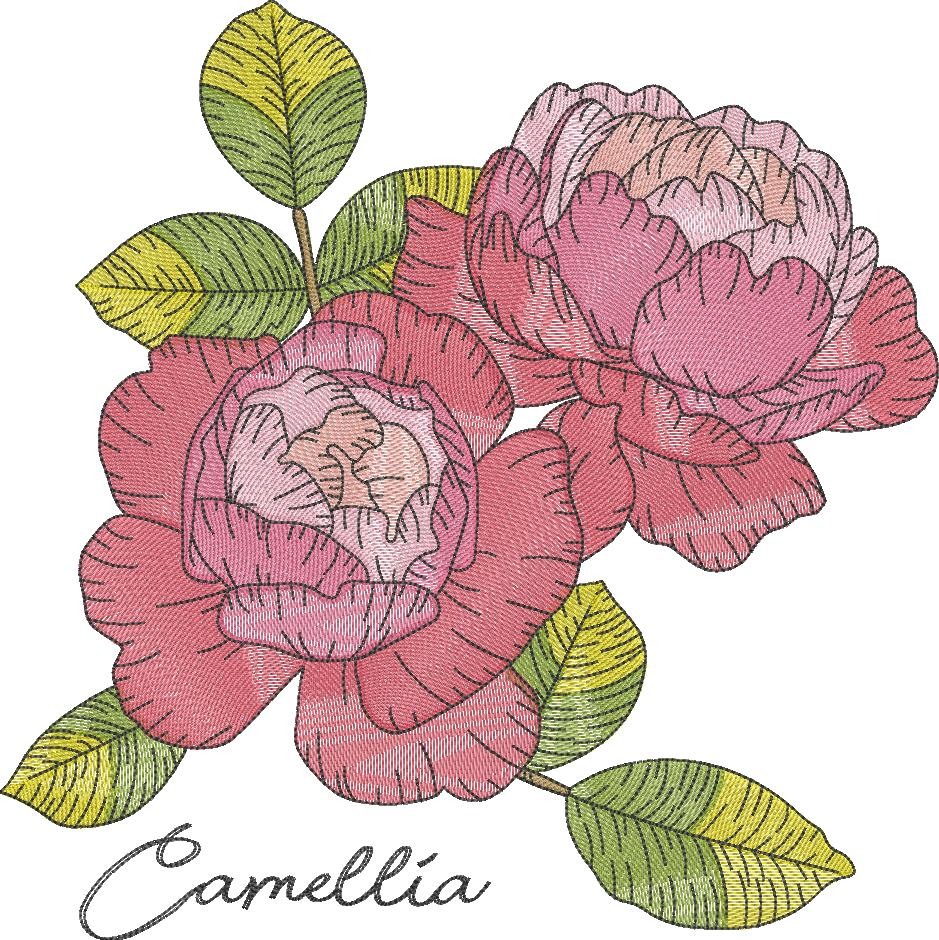 Camellia Flower Camellia Flower
