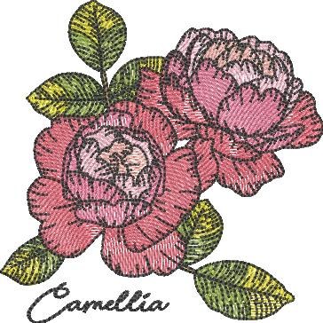 Camellia Flower Camellia Flower