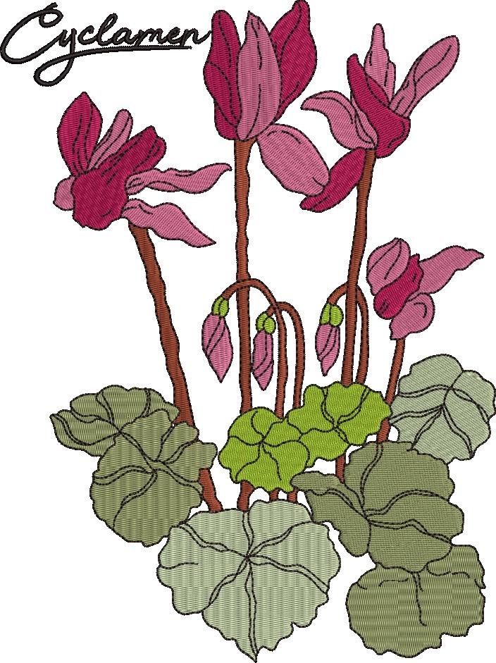 Cyclamen Flower Cyclamen Flower