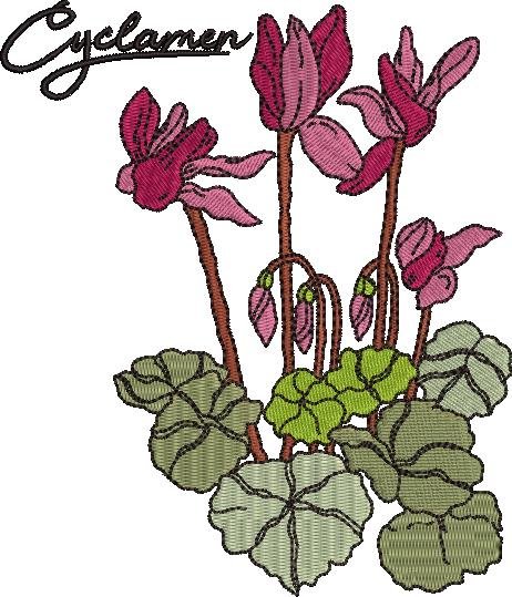 Cyclamen Flower Cyclamen Flower