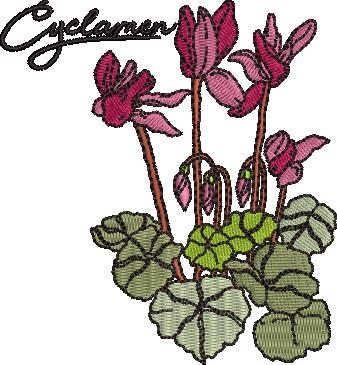 Cyclamen Flower Cyclamen Flower