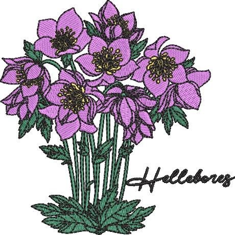 Hellebores Flower Hellebores Flower