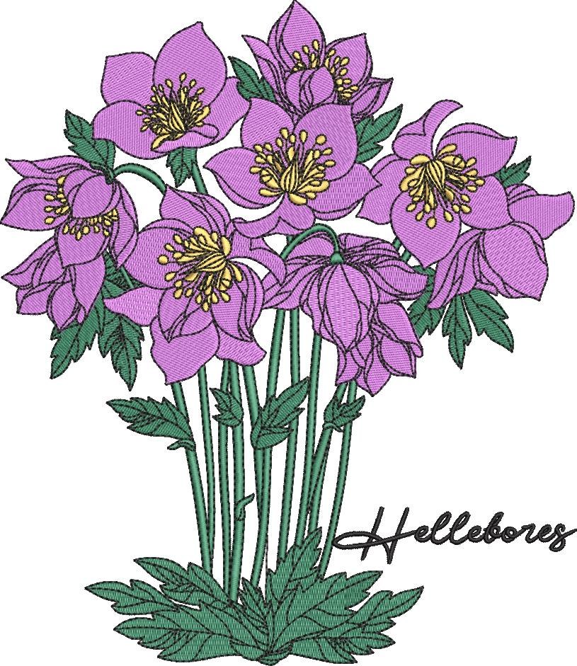 Hellebores Flower Hellebores Flower