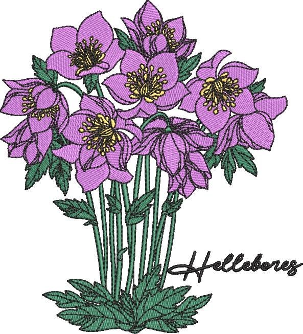 Hellebores Flower Hellebores Flower