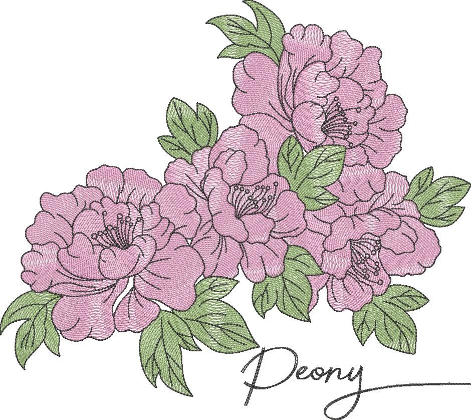 Peony Flowers Peony Flowers