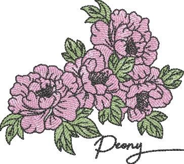 Peony Flowers Peony Flowers