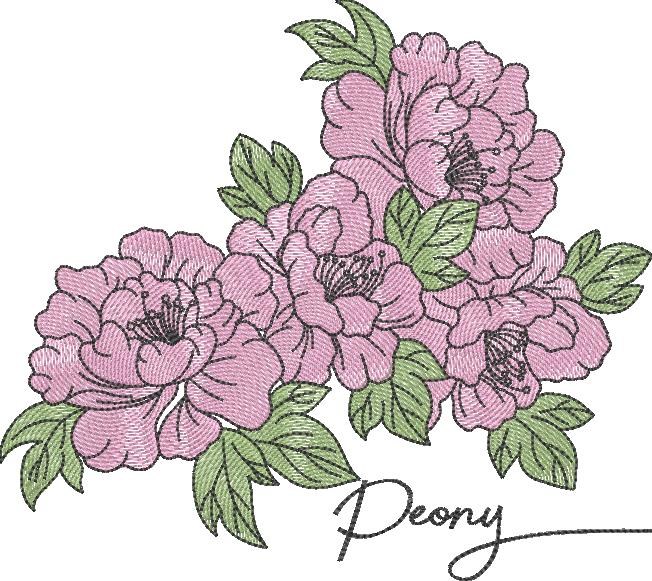 Peony Flowers Peony Flowers