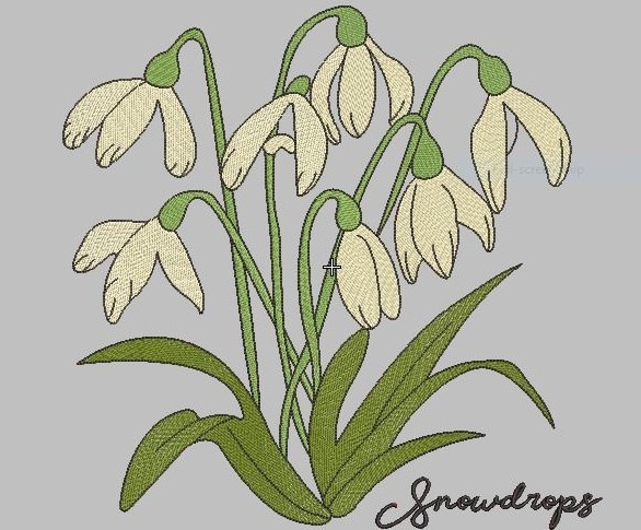 Snowdrops Flower Snowdrops Flower