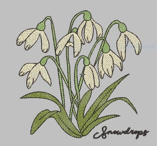 Snowdrops Flower Snowdrops Flower
