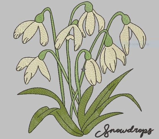Snowdrops Flower Snowdrops Flower